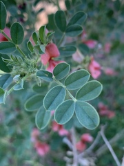 Indigofera ingrata