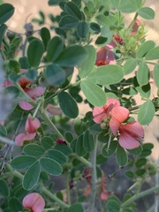 Indigofera ingrata