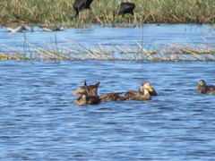 Anas fulvigula image