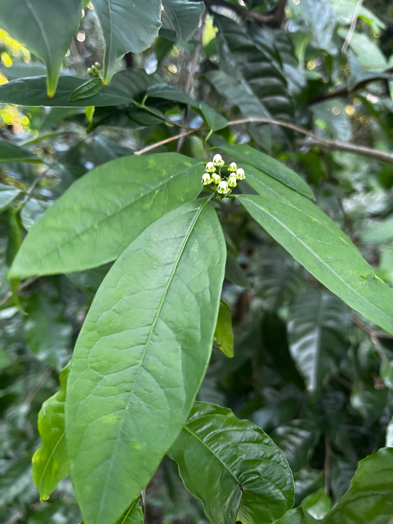 Heteropterys bicolor