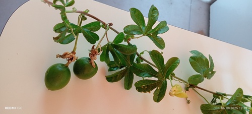 Bluecrown passionflower