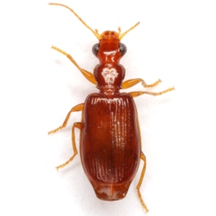 Euproctinus abjectus