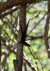 Anolis jubar oriens