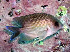 Mecaenichthys immaculatus