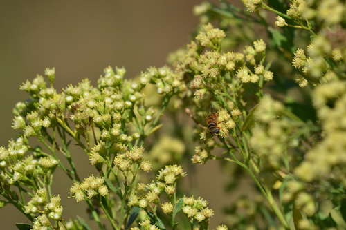 Unknown species found near Cutler Bay, FL, USA
