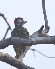 Campethera abingoni suahelica