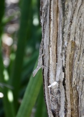Anolis argenteolus