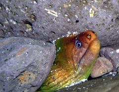 Gymnothorax prasinus