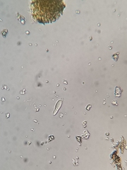 Cercidospora caudata