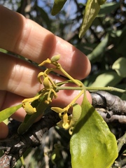 Notothixos subaureus