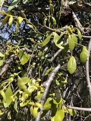 Notothixos subaureus