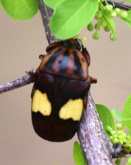 Pedinorrhina trivittata