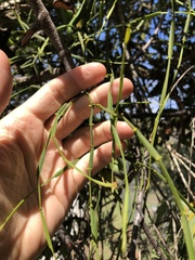 Viscum articulatum