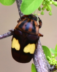 Pedinorrhina trivittata