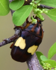 Pedinorrhina trivittata