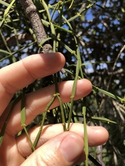 Viscum articulatum