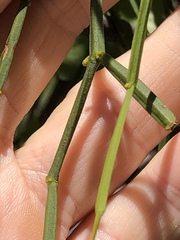 Viscum articulatum