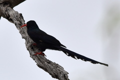 Phoeniculus purpureus marwitzi