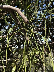 Viscum articulatum