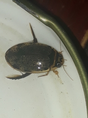 Thermonectus