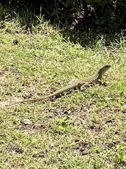 Leiolepis belliana