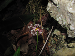 Trichocentrum oerstedii