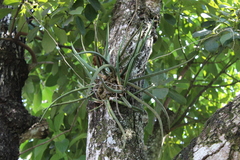 Trichocentrum cebolleta