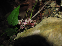 Trichocentrum oerstedii