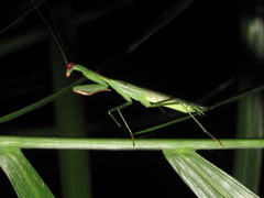 Stagmomantis fraterna