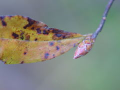 Rhododendron oblongifolium