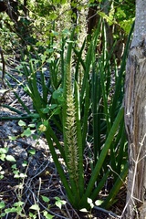 Sansevieria cylindrica
