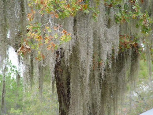 Tillandsia usneoides