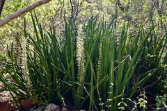Sansevieria cylindrica