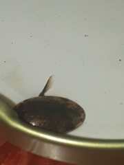 Thermonectus