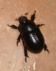 Temnorhynchus coronatus