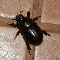 Temnorhynchus coronatus