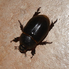 Temnorhynchus coronatus