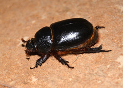 Temnorhynchus coronatus