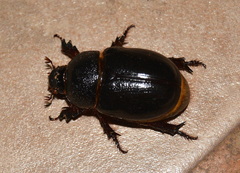 Temnorhynchus coronatus