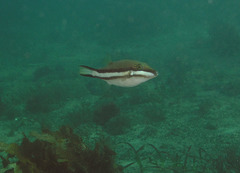 Canthigaster callisterna