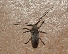 Niphona appendiculata