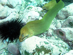 Gymnothorax prasinus