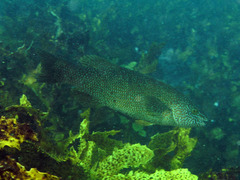 Olisthops cyanomelas