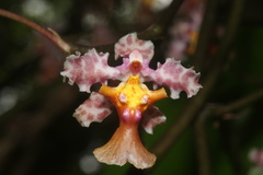 Trichocentrum oerstedii, photograph (c) Juan Cruzado Cortés, some rights reserved (CC BY)