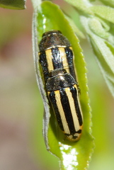 Acmaeodera grata grata
