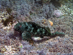 Aplodactylus lophodon