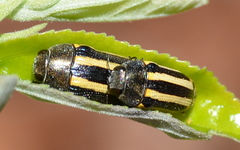 Acmaeodera grata grata