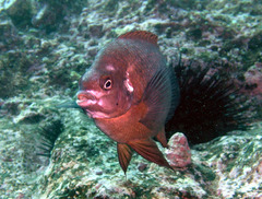 Parma microlepis