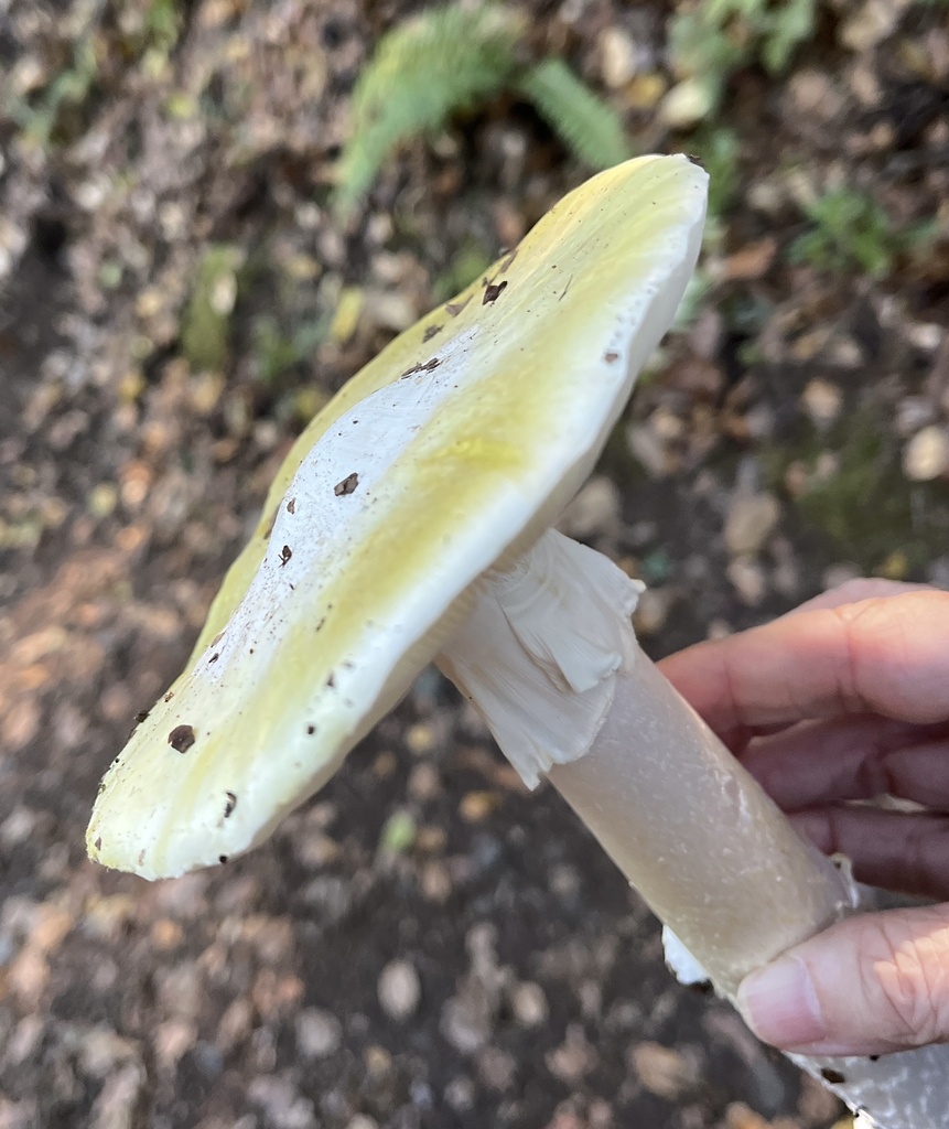 Amanita phalloides · October 2025 · photo: © joqatana (iNaturalist, cc-by)