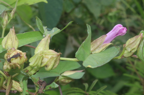 Bejuco de puerco (Ipomoea fimbriosepala)